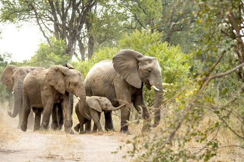 Safari de un día en Johannesburgo - Aventura Pilanesberg Big 5