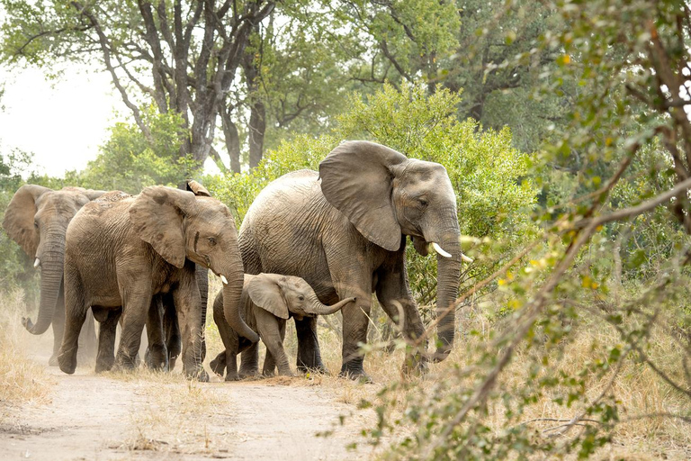 Johannesburg Safari dagstur - Pilanesberg Big 5 äventyr