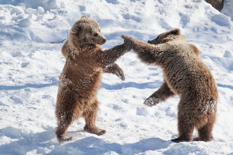 Vanuit Rovaniemi: Bezoek het wildpark in Ranua