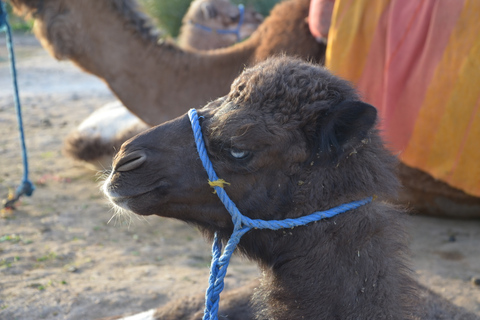 Marrakech : balade à chameau avec pause théBalade à chameau dans la palmeraie avec pause thé