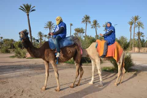 marrakech camel ride in palm groves with tea break