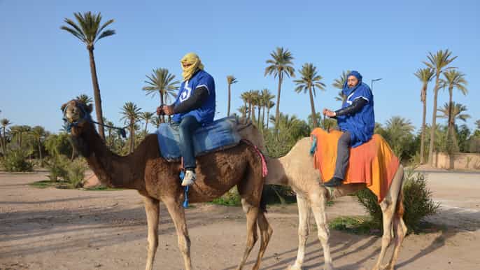 marrakech camel ride in palm groves with tea break