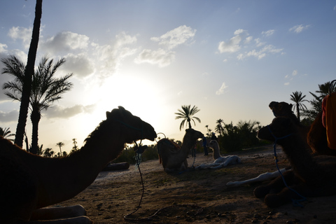 Around Marrakech: Camel Ride in Palm Groves including TeaCamel ride &amp; Quad bike ride