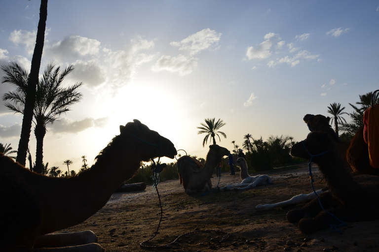 Marrakech : balade à chameau avec pause théBalade à chameau dans la palmeraie avec pause thé