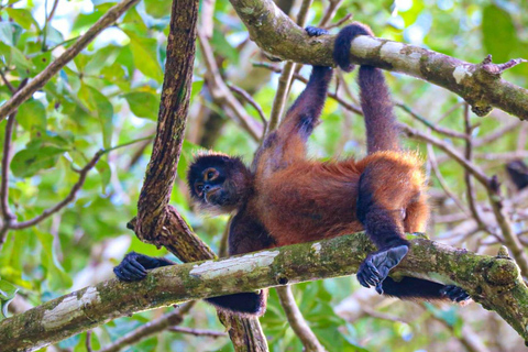 Uvita: Corcovado Rainforest & Wildlife Adventure