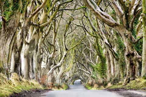 From Dublin: Full-Day Giant's Causeway with Fast-Track Entry