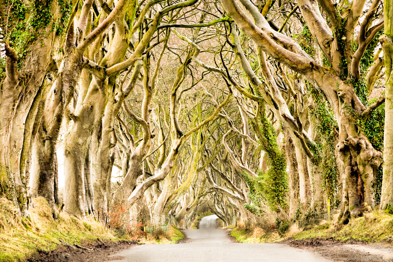 Desde Belfast: excursión guiada de un día completo a la Calzada del GiganteTour en autocar de lujo con punto de encuentro en 22-32 Donegall Road