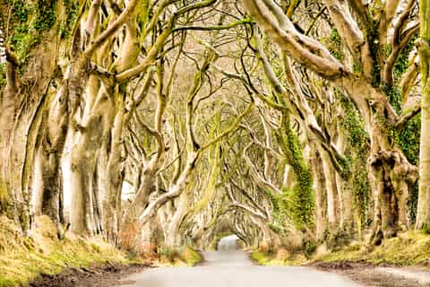 From Belfast: Giant's Causeway Fully Guided Day Trip