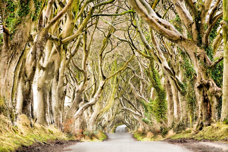 Ab Belfast: Giant's Causeway & Game of Thrones® Drehorte