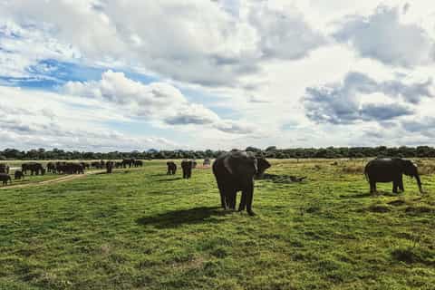 Dambulla & Kaudulla National Park Day Tour From Colombo