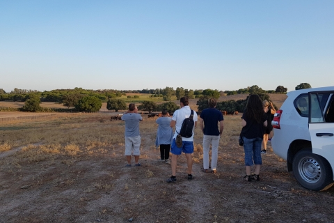 Au départ de Séville : Visite d'une ferme d'élevage de taureaux en demi-journéeVisite privée