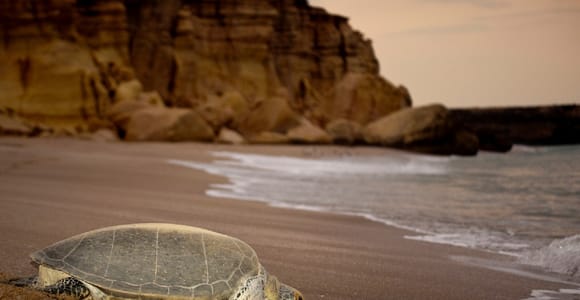From Muscat: 4-Day Oman Highlights Tour