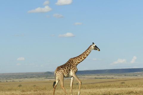 Private Nairobi National Park Drive in 4*4 landcruiser