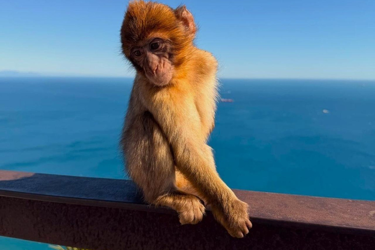 From Malaga: Exclusive Gibraltar – Local Guide, Small Groups