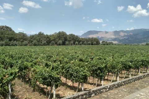 Etna: Cata de vinos y ruta gastronómica