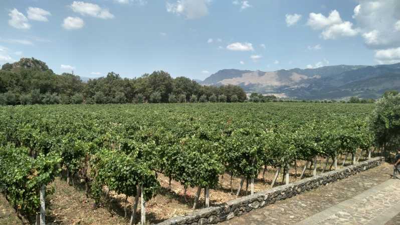 Etna: Degustação de vinhos e tour gastronômico