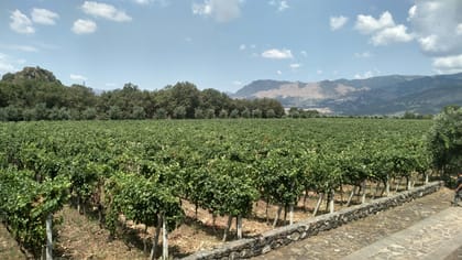 Etna: Wine Tasting and Food Tour