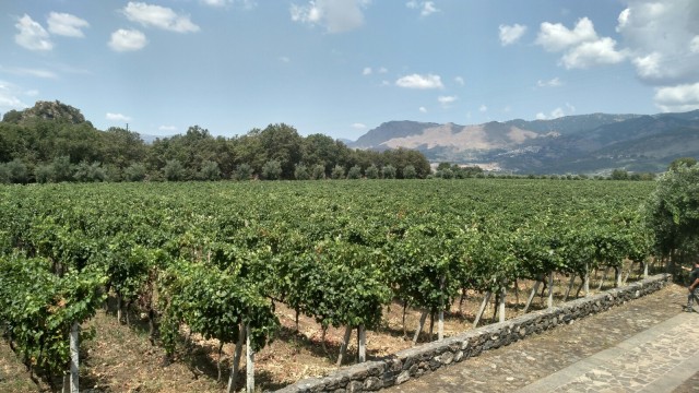 Etna: Wijnproeverij en voedseltour