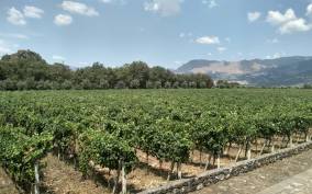 Etna: Wine Tasting and Food Tour