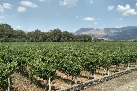 Etna: degustacja winaWycieczka prywatna (na grupę)