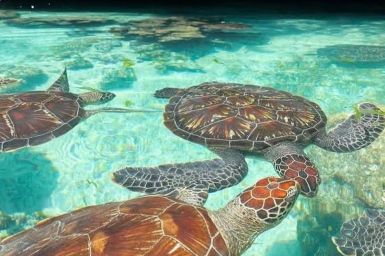 Zanzibar: Jaskinia Salaam i pływanie z żółwiamiTa opcja nie obejmuje transportu.