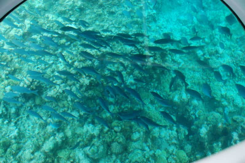 Town Glass Bottom Boat Tour with Optional Snorkeling GetYourGuide