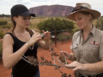 Uluru: Kleingruppentour mit Sonnenuntergang, Sekt und Snacks Uluru: Kleingruppentour mit Sonnenuntergang, Sekt und Snacks