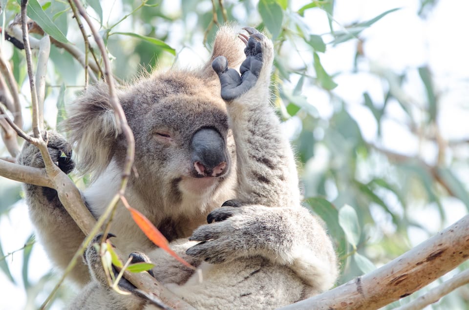 De Melbourne: Great Ocean Road Reverse Eco Tour