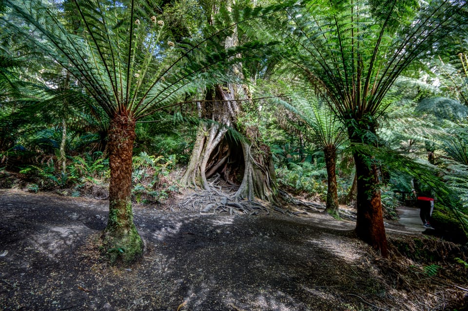 De Melbourne: Great Ocean Road Reverse Eco Tour