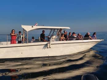 Umag: Dolphinwatching & sunset panorama tour