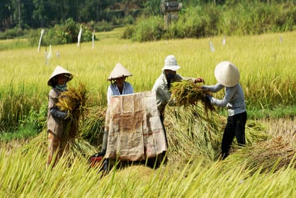 From HCM: Mekong Delta & Cai Rang Floating Market 2-Day Tour | GetYourGuide