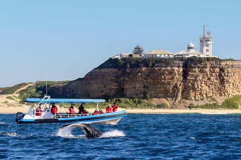 Newcastle: Small Group Humpback Whale Encounter Tour