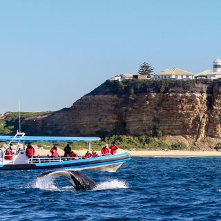 Encounter Humpback Whales Along the Newcastle Coast!
