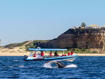 Newcastle: Small Group Humpback Whale Encounter Tour