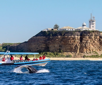 Newcastle: Tour em pequenos grupos para o encontro com a baleia jubarte
