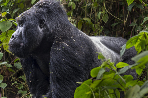 Excursion d&#039;une journée à Gorilla Trekking avec déjeuner