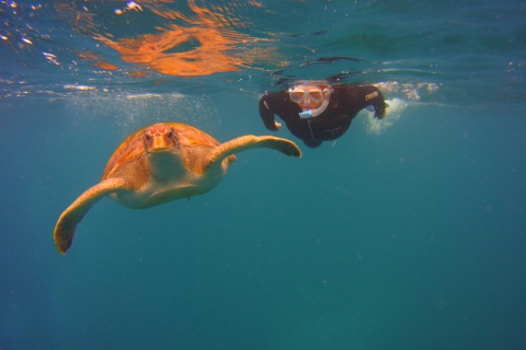 Teneryfa: Snorkel with TurtlesTeneryfa: 2-godzinna fajka z żółwiami i promieniami