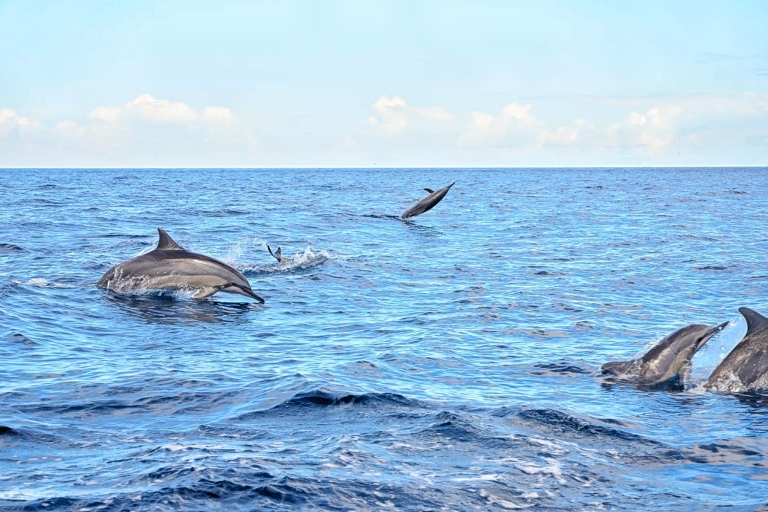 Nado con Delfines Salvajes y 4 Playas del Norte con TransporteTaxi privado con baño compartido con delfines salvajes