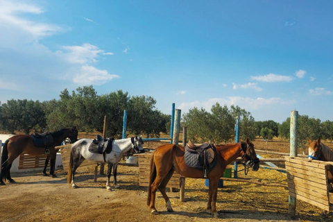 Hammamet: Camel Ride, Lunch, and Quad Biking Tour