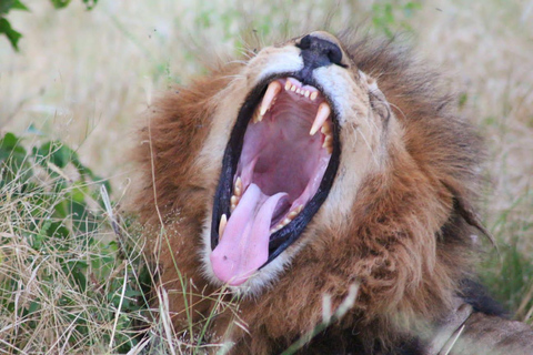 Botsuana: safari de 9 días por Chobe, el delta y las cataratas Victoria