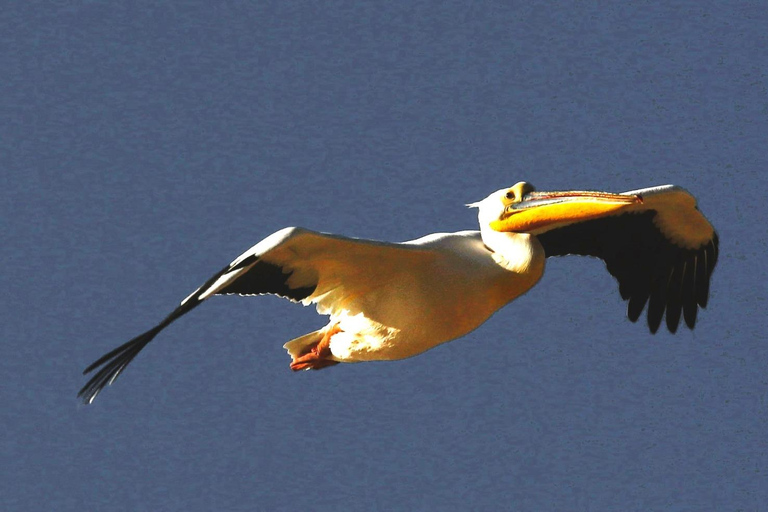 From Swakopmund: Sandwich Harbour Guided Tour