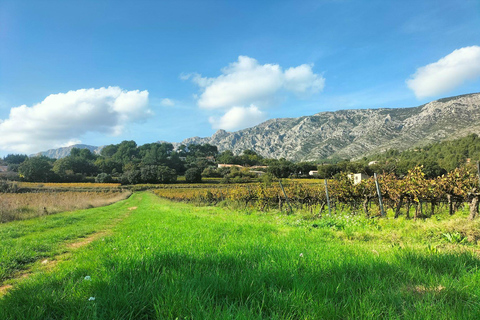 Fördjupning på landsbygden med hästridning i Sainte VictoireHästryggen