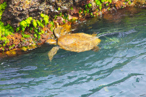 Boa Vista: Wycieczka północ-południe (wycieczka z przewodnikiem w języku niemieckim)combi. Wycieczka północ-południe (wycieczka niemieckojęzyczna)