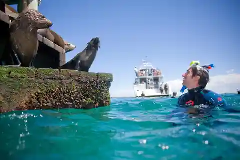 From Melbourne: Seals & Dolphins Snorkeling Cruise w/ Lunch