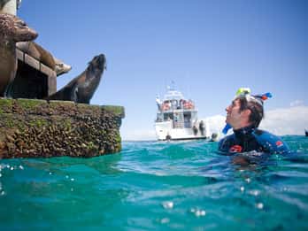 De Melbourne: Cruzeiro de Snorkeling com Focas e Golfinhos c/ Almoço