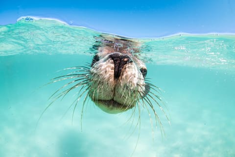 Jurien Bay: Sea Lion Boat Trip with optional Snorkelling - Image 2