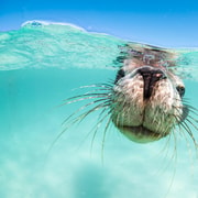 Jurien Bay: Sea Lion Boat Trip with optional Snorkelling