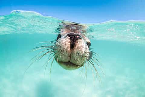Jurien Bay: Sea Lion Boat Trip with optional Snorkelling - Image 3