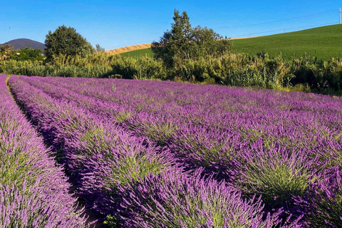 The Tuscan lavender field