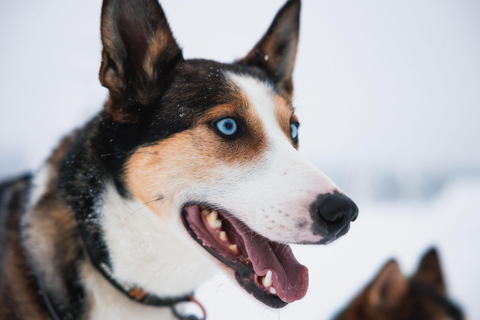 Rovaniemi: Aventura con huskies por la Ruta Larga del Círculo Polar Ártico